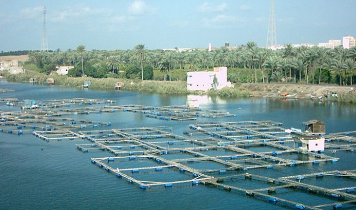 //anseafood.info/files/images/blog/Tilapia-cages-730x430.jpg