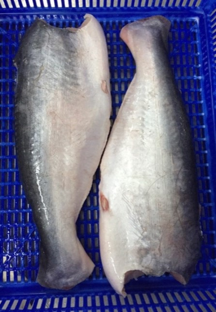 Pangasius HGT